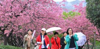 Cina, con i ciliegi in fiore turismo di primavera in crescita