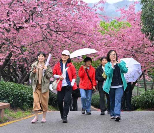 Cina, con i ciliegi in fiore turismo di primavera in crescita