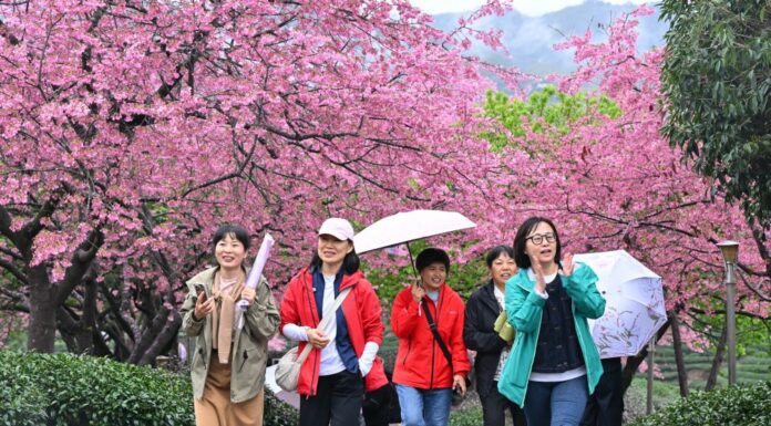 Cina, con i ciliegi in fiore turismo di primavera in crescita