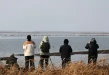 Cina: gli uccelli migratori arrivano al lago Wolong per la primavera (2)