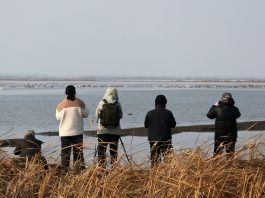 Cina: gli uccelli migratori arrivano al lago Wolong per la primavera (2)