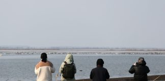 Cina: gli uccelli migratori arrivano al lago Wolong per la primavera (2)