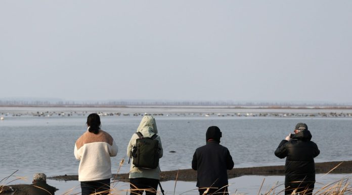 Cina: gli uccelli migratori arrivano al lago Wolong per la primavera (2)