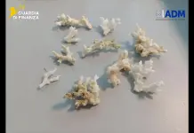 All’aeroporto di Palermo sequestrati 13 esemplari di corallo a rischio estinzione