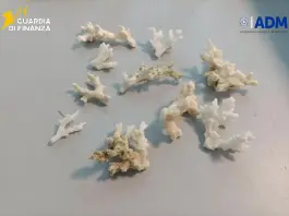 All’aeroporto di Palermo sequestrati 13 esemplari di corallo a rischio estinzione