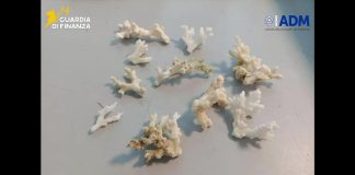All’aeroporto di Palermo sequestrati 13 esemplari di corallo a rischio estinzione