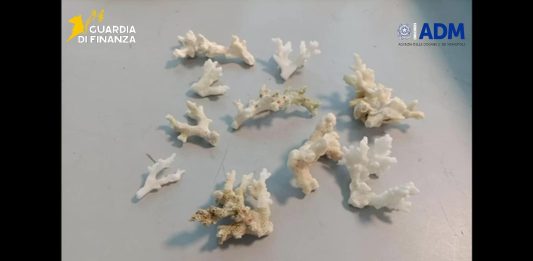 All’aeroporto di Palermo sequestrati 13 esemplari di corallo a rischio estinzione