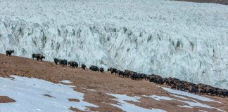 Cina: Xizang, yak selvatici pascolano vicino al ghiacciaio Zangser Kangri (1)