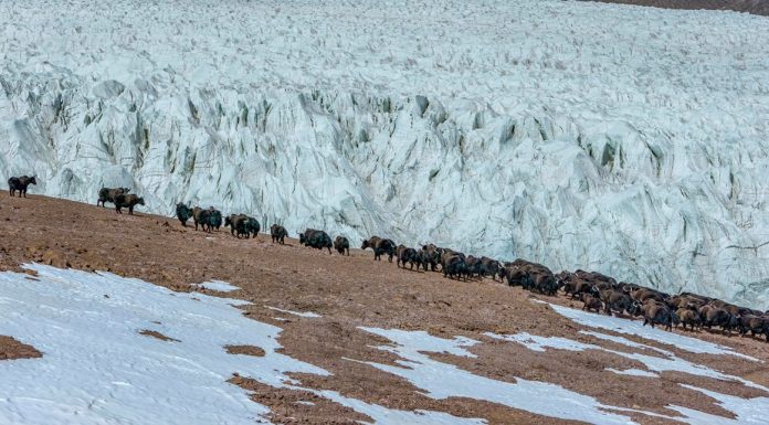 Cina: Xizang, yak selvatici pascolano vicino al ghiacciaio Zangser Kangri (1)