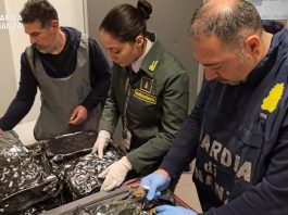 Traffico internazionale di droga, all’aeroporto di Malpensa arrestata passeggera con 17 kg di marijuana