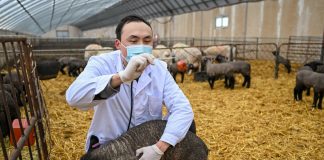 Cina: nello Xinjiang è la stagione delle nascite degli agnelli (2)