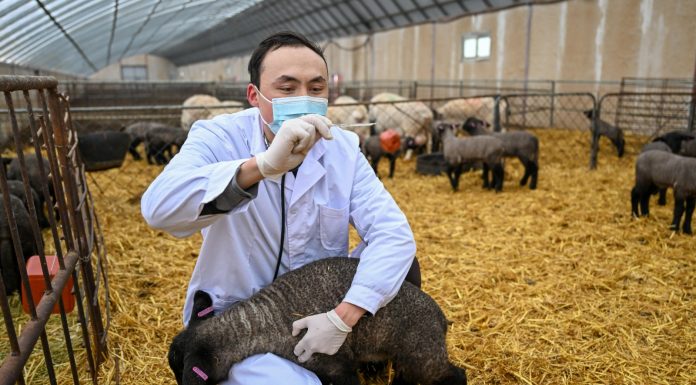 Cina: nello Xinjiang è la stagione delle nascite degli agnelli (2)