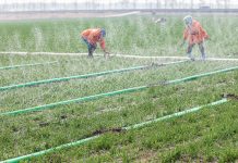 Cina: Shandong, in corso l’aratura per le coltivazioni primaverili (1)