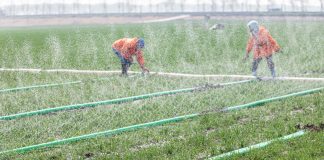 Cina: Shandong, in corso l’aratura per le coltivazioni primaverili (1)