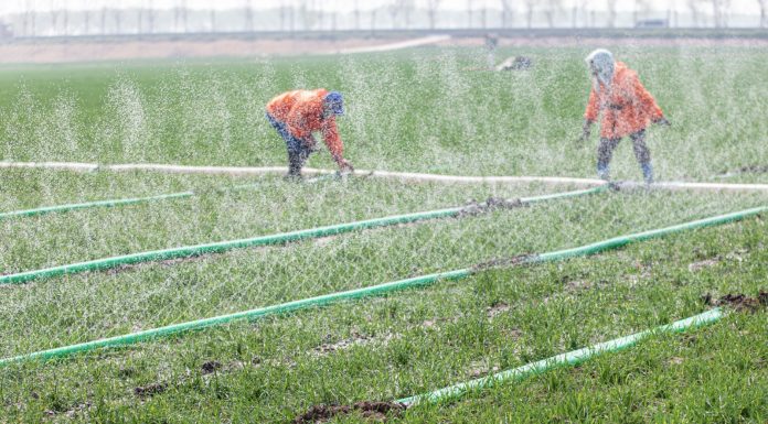 Cina: Shandong, in corso l’aratura per le coltivazioni primaverili (1)