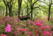 Cina: l’arrivo della primavera alimenta il turismo (1)