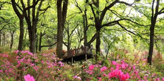 Cina: l’arrivo della primavera alimenta il turismo (1)