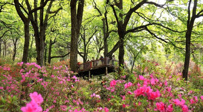 Cina: l’arrivo della primavera alimenta il turismo (1)