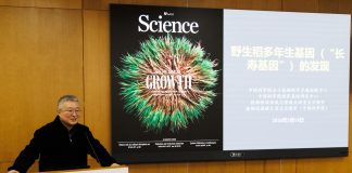 Cina: scienziati identificano geni per crescita perenne del riso selvatico (3)