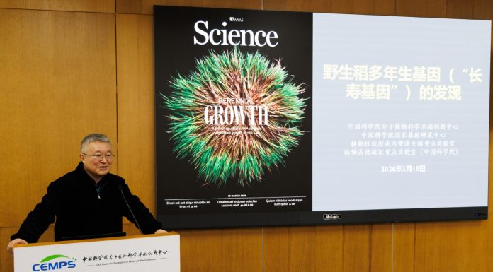 Cina: scienziati identificano geni per crescita perenne del riso selvatico (3)