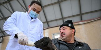 Cina: nello Xinjiang è la stagione delle nascite degli agnelli (3)