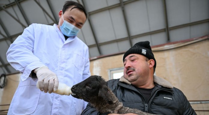 Cina: nello Xinjiang è la stagione delle nascite degli agnelli (3)
