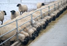 Cina: nello Xinjiang è la stagione delle nascite degli agnelli (1)