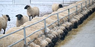 Cina: nello Xinjiang è la stagione delle nascite degli agnelli (1)