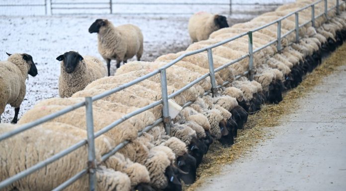 Cina: nello Xinjiang è la stagione delle nascite degli agnelli (1)