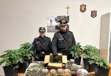 Serre in casa per coltivazione di marijuana, 55enne arrestato nel Vibonese