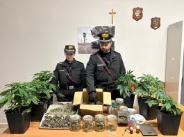 Serre in casa per coltivazione di marijuana, 55enne arrestato nel Vibonese