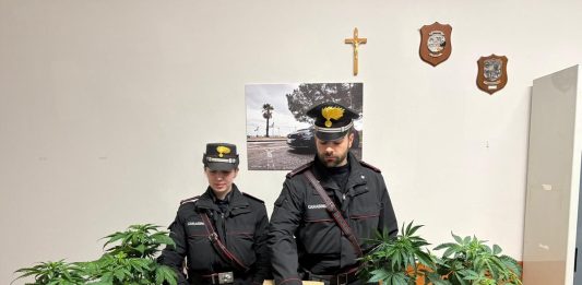 Serre in casa per coltivazione di marijuana, 55enne arrestato nel Vibonese