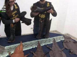 Stroncato all’aeroporto di Fiumicino un traffico illegale di pelli di rettile