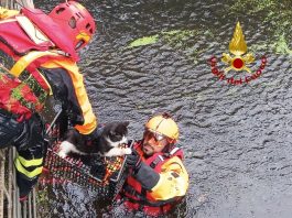 Gatto intrappolato a rischio annegamento salvato dai Vigili del Fuoco a Oristano