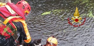 Gatto intrappolato a rischio annegamento salvato dai Vigili del Fuoco a Oristano