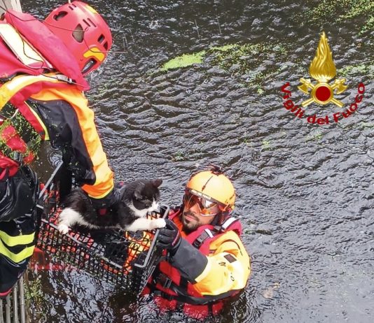 Gatto intrappolato a rischio annegamento salvato dai Vigili del Fuoco a Oristano