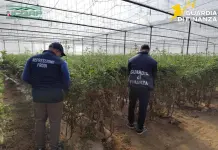 Semi di pomodoro contraffatti, maxi sequestro e denunce nel Ragusano