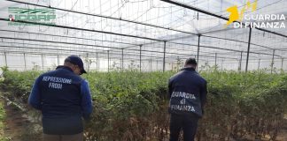 Semi di pomodoro contraffatti, maxi sequestro e denunce nel Ragusano. Lollobrigida “Difendere la legalità significa proteggere le filiere” / Video