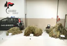 Deve scontare oltre due anni per maxi coltivazione di cannabis nel Sassarese, arrestato