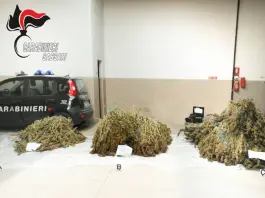Deve scontare oltre due anni per maxi coltivazione di cannabis nel Sassarese, arrestato