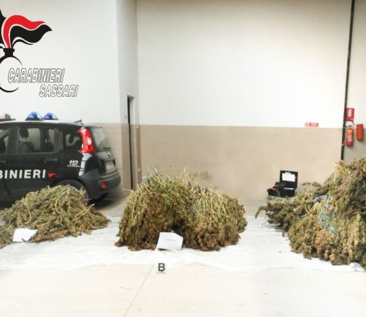 Deve scontare oltre due anni per maxi coltivazione di cannabis nel Sassarese, arrestato
