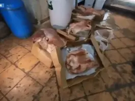 Controlli a tappeto sulla filiera alimentare a Catania, maxi multe e sequestri / Video