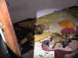 Stroncato un traffico di cani di razza, cuccioli tratti in salvo dalla Polizia a Torino / Video