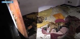 Stroncato un traffico di cani di razza, cuccioli tratti in salvo dalla Polizia a Torino / Video