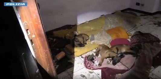 Stroncato un traffico di cani di razza, cuccioli tratti in salvo dalla Polizia a Torino / Video