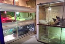 Scoperta shock di rettili pericolosi nel Barese, sequestrato anche un caimano