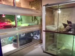 Scoperta shock di rettili pericolosi nel Barese, sequestrato anche un caimano / Video