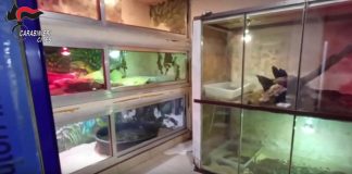 Scoperta shock di rettili pericolosi nel Barese, sequestrato anche un caimano / Video