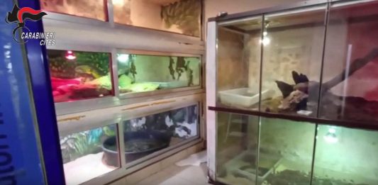 Scoperta shock di rettili pericolosi nel Barese, sequestrato anche un caimano / Video