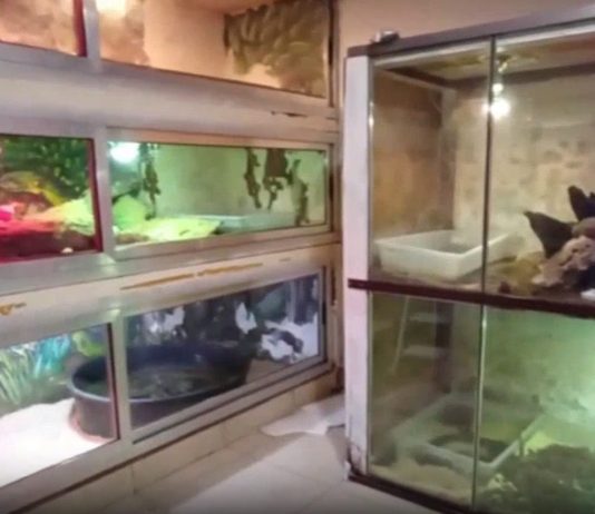 Scoperta shock di rettili pericolosi nel Barese, sequestrato anche un caimano / Video